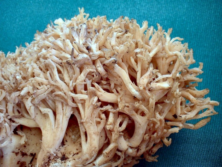 ramaria da determinare